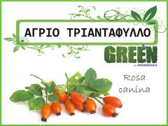 ΚΥΝΟΡΟΔΟ